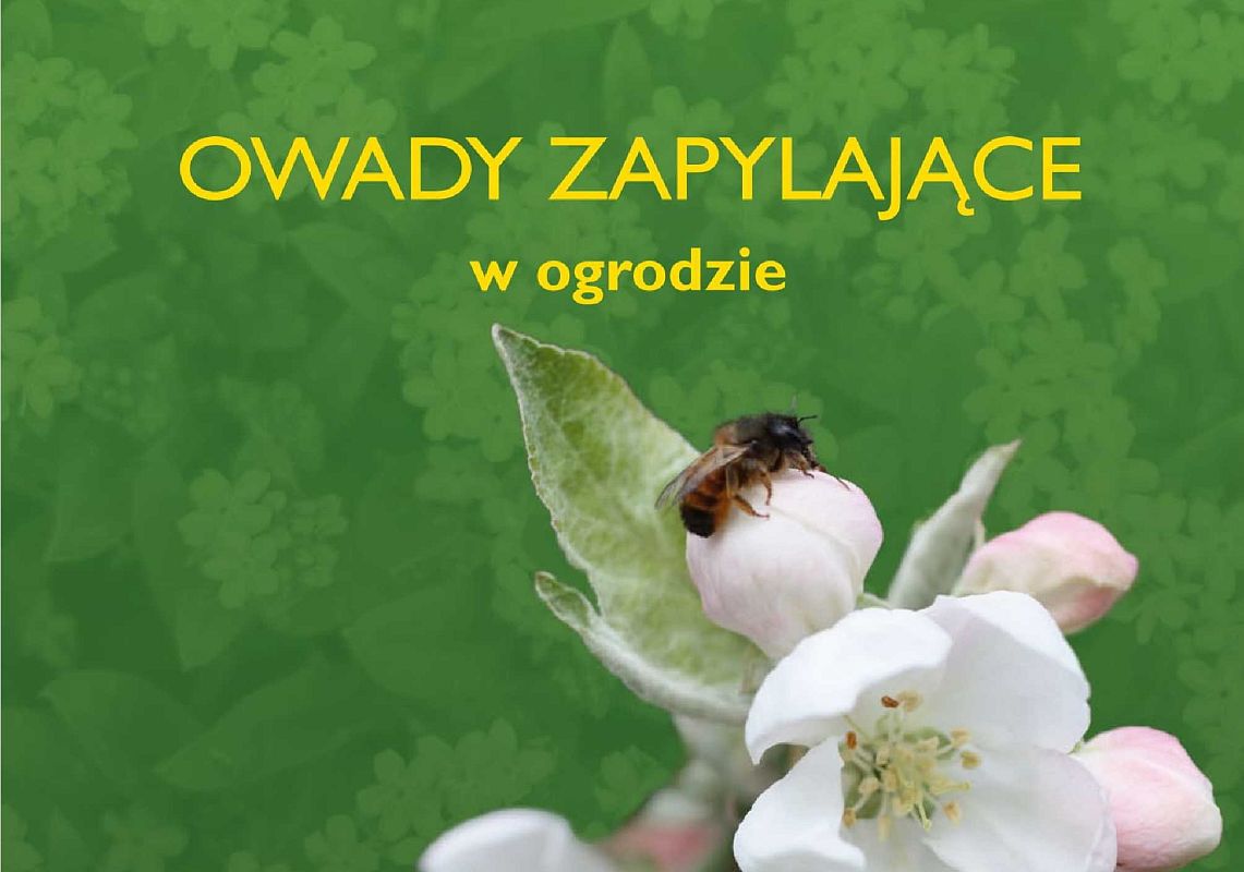 Grafika Owady zapylające w ogrodzie