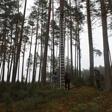 Grafika Kontrola zasiedlenia budek lęgowych dla włochatki