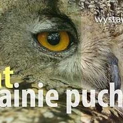 Grafika Wystawa "20 lat w krainie puchacza" w Męcikale
