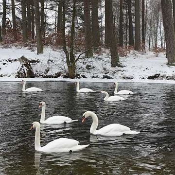 Zimowy monitoring ptaków wodnych Grafika Zimowy monitoring ptaków wodnych