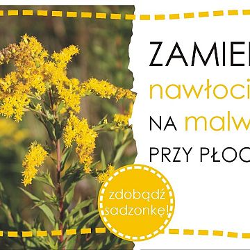 Grafika Zapraszamy do udziału w akcji "Zamień nawłocie na malwy przy płocie"