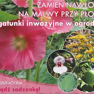 Grafika Akcja "Zamień nawłocie na malwy przy płocie"