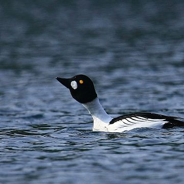 Grafika Szkolenie ornitologiczne w Zaborskim Parku Krajobrazowym