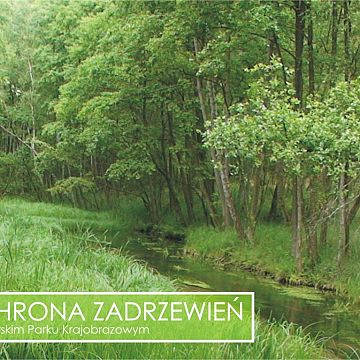 Grafika Ochrona zadrzewień w Zaborskim Parku Krajobrazowym