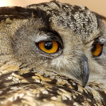 Noc Sów w Zaborskim Parku Krajobrazowym Grafika Noc Sów w Zaborskim Parku Krajobrazowym