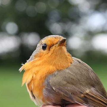 Grafika Warsztaty obrączkarskie