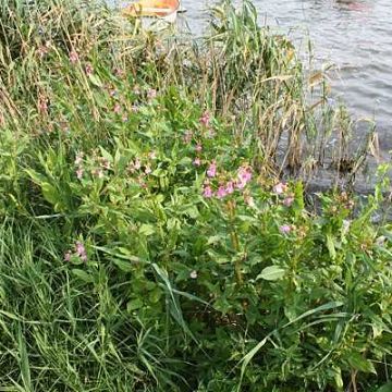 Grafika Próby zwalczania inwazyjnych gatunków roślin