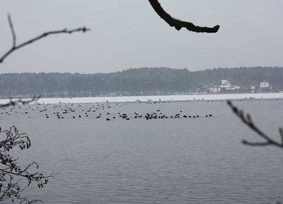 Zimowy monitoring ptaków wodnych grafika