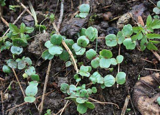 Zdeponowany w glebie bank nasion niecierpka gruczołowatego szybko kiełkuje i wzrasta, hamując rozwój innych gatunków roślin. grafika