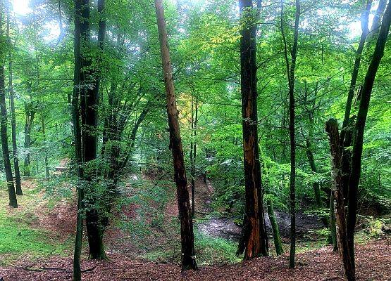 Buczyna nad Milachowem fot. Joanna Gąsecka