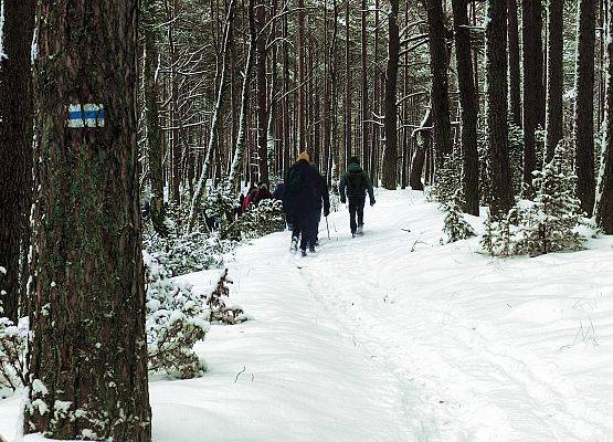 Leśna droga, na pierwszym planie drzewo z niebieskim  znakiem szlaku pieszego. W głębi grupa ludzi idących ścieżką.
