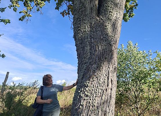 Przestrzeń, która łączy – spacer przez historię i krajobraz Prowadząca spacer przy starym drzewie grubo obrośniętym porostami.