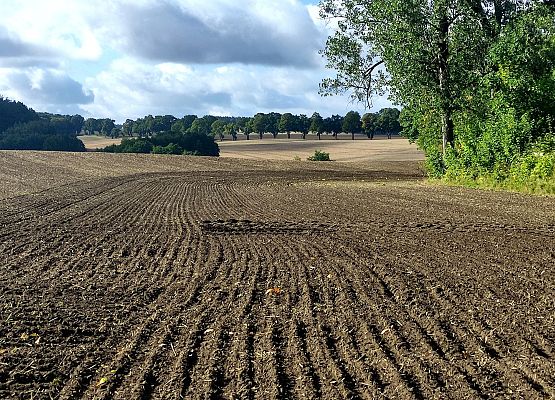 Przestrzeń, która łączy – spacer przez historię i krajobraz Widok na krajobraz rolniczy, na pierwszym planie zaorane pole, w tle aleja starych drzew.