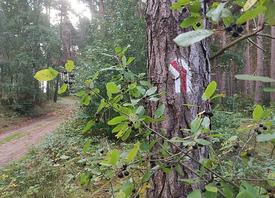 Przestrzeń, która łączy – spacer przez historię i krajobraz Zdjęcie leśnej drogi z oznaczeniem czerwonego szlaku turystycznego.