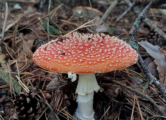 Przestrzeń, która łączy – spacer przez historię i krajobraz Muchomor czerwony leśnej ściółce.