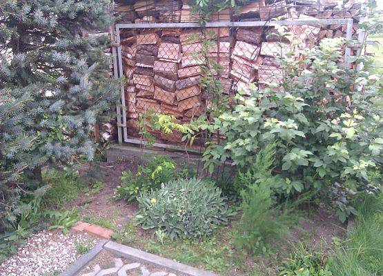 Ogród w Kłodawie - po usunięciu nawłoci.