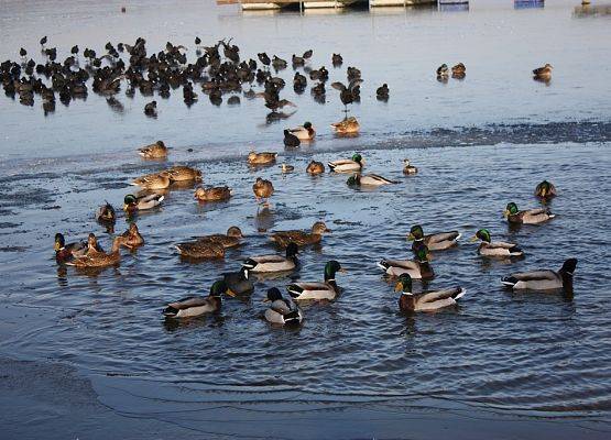 Zgrupowanie zimujących ptaków wodnych na Jeziorze Charzykowskim