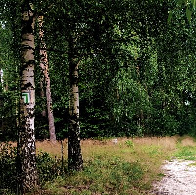Fotografia. Widok na szlak turystyczny. Po lewej stronie brzoza z namalowanym na drzewie zielonym znakiem szlaku pieszego. Po prawej stronie piaszczysta droga.