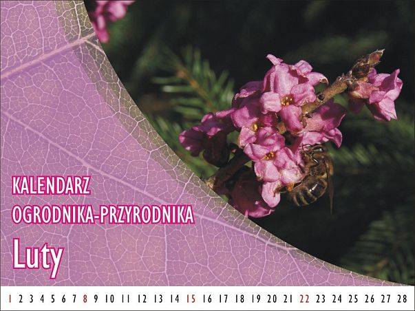 Kalendarz ogrodnika-przyrodnika - Luty grafika