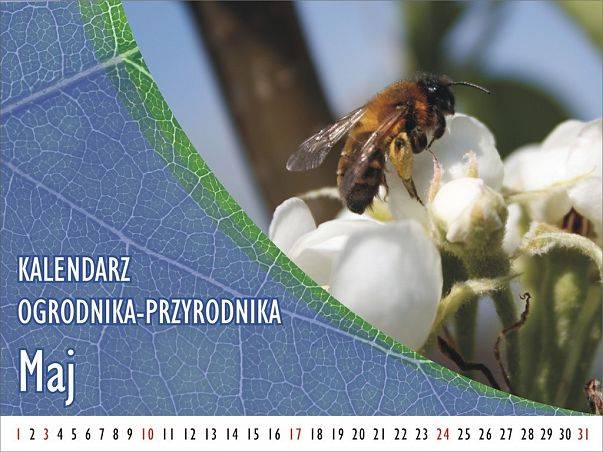 Kalendarz ogrodnika-przyrodnika - Maj grafika