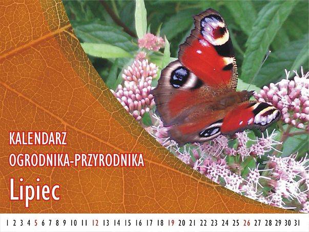 Kalendarz ogrodnika-przyrodnika - Lipiec grafika