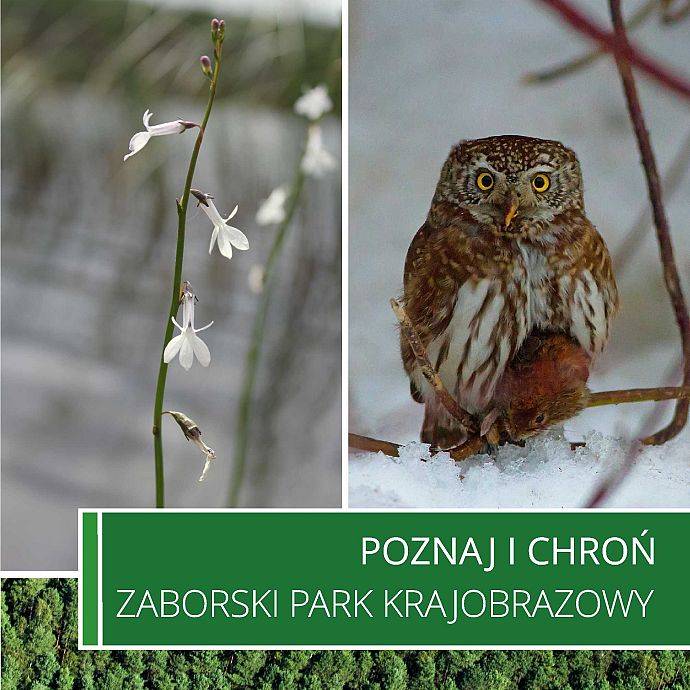 Poznaj i chroń Zaborski Park Krajobrazowy grafika